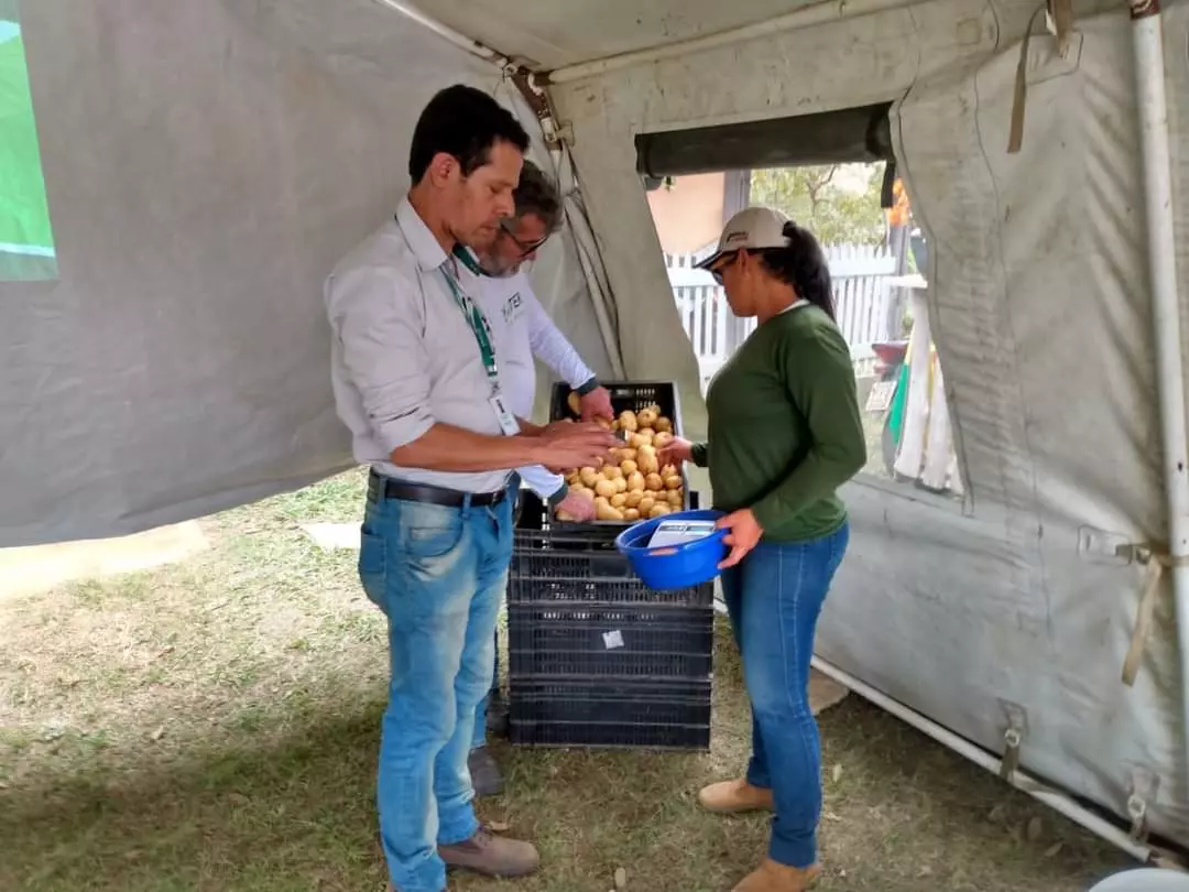 Produção de batata inglesa pela agricultura familiar em Santos Dumont é considerada atrativa economicamente, avalia Emater